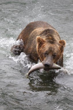  Alaska 'daki Boz Ayı Katmai Ulusal Parkı somon avlar (Ursus arctos horribilis)