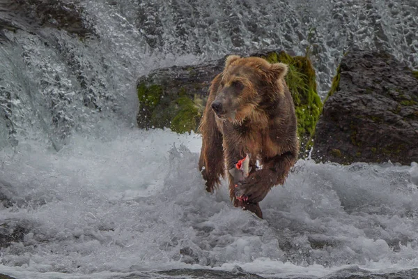 Grizzlybär im Alaska Katmai Nationalpark jagt Lachse (Ursus arctos horribilis)) — Stockfoto