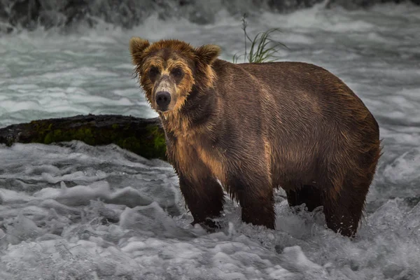 Oso pardo en Alaska El Parque Nacional Katmai caza salmones (Ursus arctos horribilis) — Foto de Stock