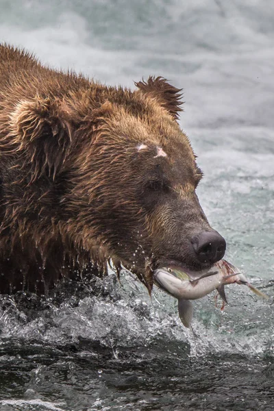Grizzly bear in Alaska Katmai National Park hunts salmons (Ursus arctos horribilis) — Stock Photo, Image