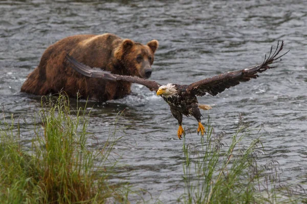 Medvěd šedý v národním parku Aljaška Katmai loví lososy (Ursus arctos horribilis) — Stock fotografie