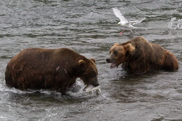 Медведь-гризли на Аляске Катмай охотится на лососей (Ursus arctos horribilis) — стоковое фото