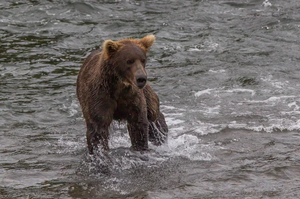 알래스카 카츠 마이 국립 공원에 사는 회색곰 (Ursus arctos horribilis)) — 스톡 사진