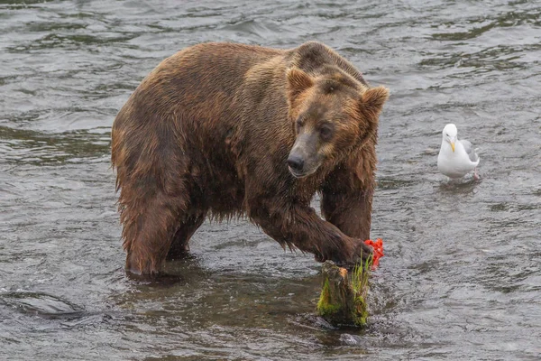 알래스카 카츠 마이 국립 공원에 사는 회색곰 (Ursus arctos horribilis)) — 스톡 사진