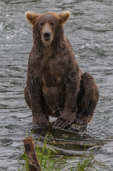 Medvěd šedý v národním parku Aljaška Katmai loví lososy (Ursus arctos horribilis) — Stock fotografie