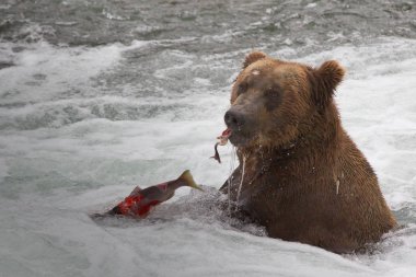 Alaska 'daki Boz Ayı Katmai Ulusal Parkı somon avlar (Ursus arctos horribilis)