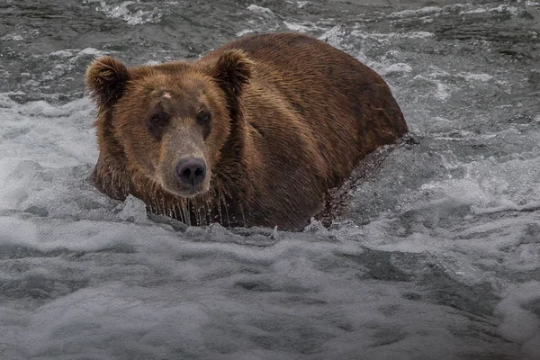 Medvěd šedý v národním parku Aljaška Katmai loví lososy (Ursus arctos horribilis) — Stock fotografie