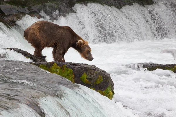 Ґріззлі ведмеді в національному парку Аляска Катмай полюють на лососів (Ursus arctos horribilis) — стокове фото