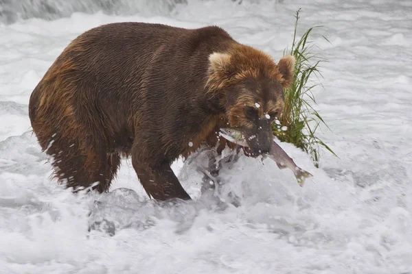 阿拉斯加卡塔梅国家公园的灰熊捕猎鲑鱼(Ursus arctos horribilis)) — 图库照片