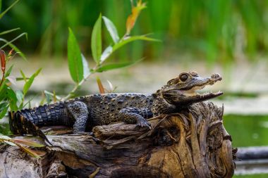 Orta Amerika Caiman (Caiman crocodilus)