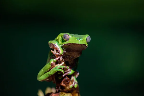 Rã tropical da América do Sul amazon — Fotografia de Stock