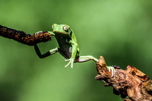 Тропическая лягушка амазонки Южной Америки — стоковое фото
