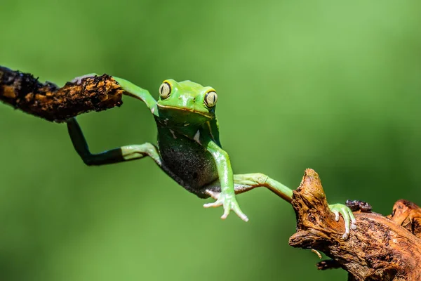 Tropical frog of South America amazon — Stock Photo, Image