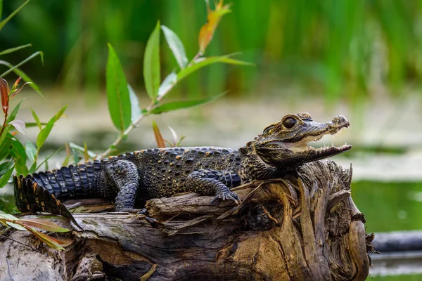 Kajman Ameryki Środkowej (Kajman crocodilus) — Zdjęcie stockowe