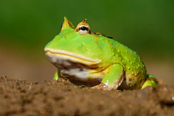 La Rahatka brasiliana (Ceratophrys cornuta, Linn, 1758) è una grande rana della famiglia dei fischietti . — Foto Stock