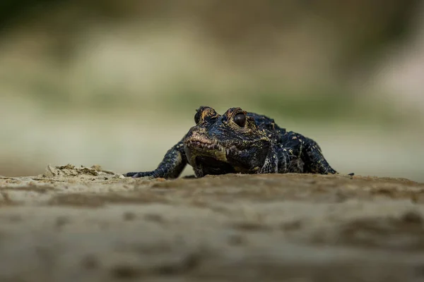 Κεντρικής Αμερικής Caiman (Caiman crocodilus) — Φωτογραφία Αρχείου