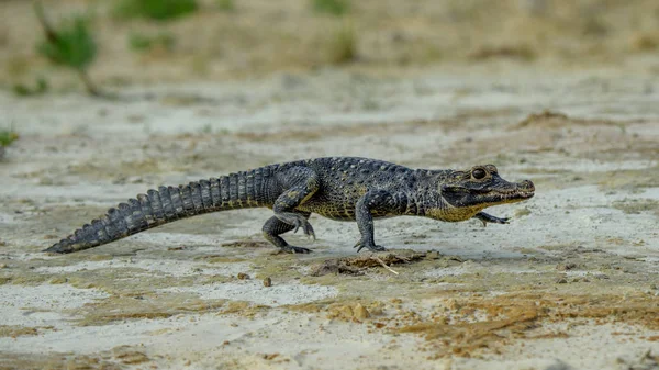 Κεντρικής Αμερικής Caiman (Caiman crocodilus) — Φωτογραφία Αρχείου