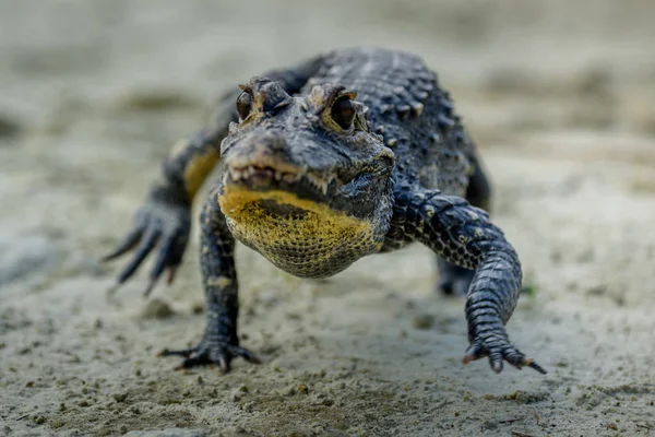 Κεντρικής Αμερικής Caiman (Caiman crocodilus) — Φωτογραφία Αρχείου