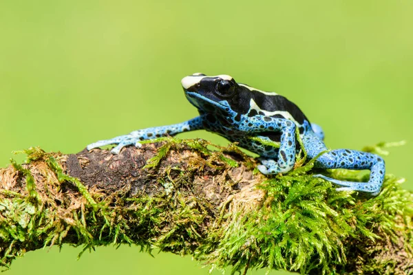 Tropical frog of South America amazon — Stock Photo, Image