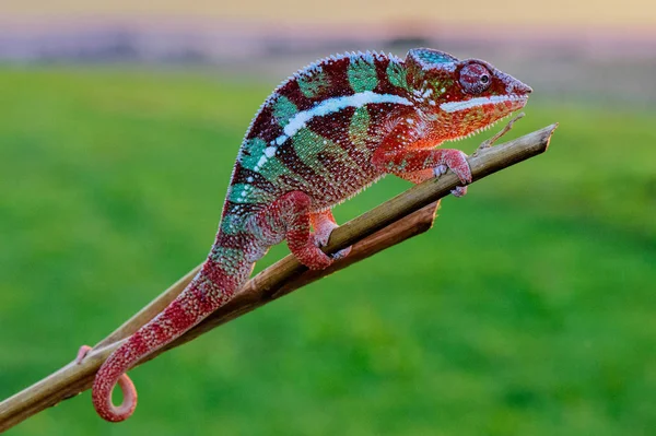 Kaméleon (Chamaeleoninae) egy csoportja gyík fajok a kaméleon család — Stock Fotó