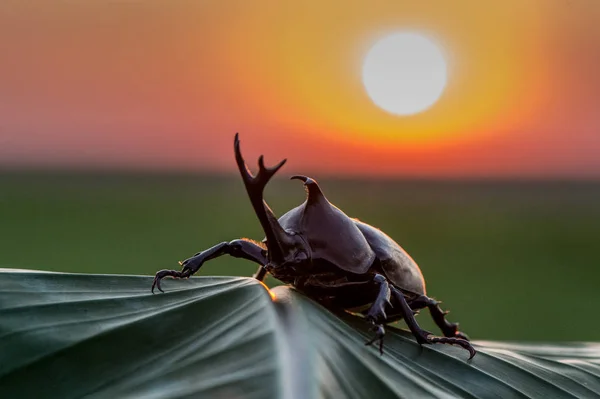 摩羯座犀牛 (Oryctes nasicornis) 是一只大甲虫从剑鞘家庭. — 图库照片