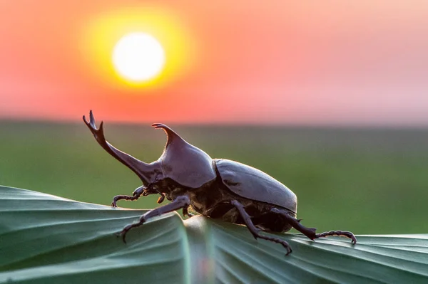 Le rhinocéros du Capricorne (Oryctes nasicornis) est un grand coléoptère de la famille des Scabbardes. . — Photo