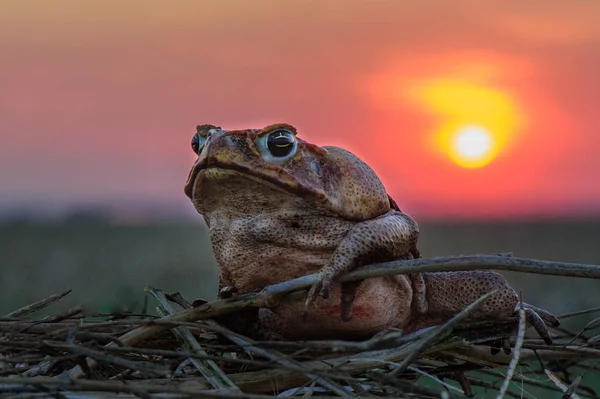 Giant Frog (Rhinella marinus) is a large ground toad with a home in Central and South America.