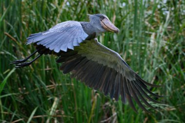 Afrika Balaeniceps (Balaeniceps rex) bir büyük Afrika özellikle bariz şekilli gagası nedeniyle bilinen taş sırasından kuştur.