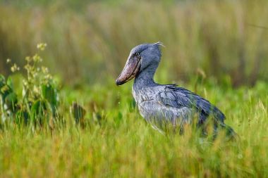Afrika Balaeniceps (Balaeniceps rex) bir büyük Afrika özellikle bariz şekilli gagası nedeniyle bilinen taş sırasından kuştur.