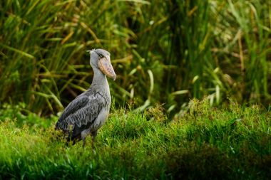 Afrika Balaeniceps (Balaeniceps rex) bir büyük Afrika özellikle bariz şekilli gagası nedeniyle bilinen taş sırasından kuştur.