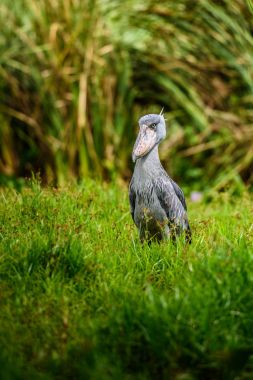 Afrika Balaeniceps (Balaeniceps rex) bir büyük Afrika özellikle bariz şekilli gagası nedeniyle bilinen taş sırasından kuştur.