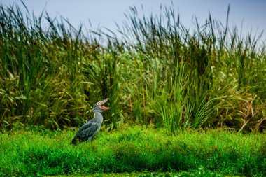 Afrika Balaeniceps (Balaeniceps rex) bir büyük Afrika özellikle bariz şekilli gagası nedeniyle bilinen taş sırasından kuştur.