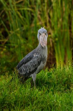 Afrika Balaeniceps (Balaeniceps rex) bir büyük Afrika özellikle bariz şekilli gagası nedeniyle bilinen taş sırasından kuştur.