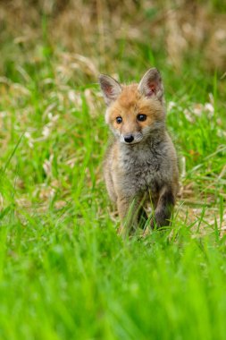 Tilki (Vulpes vulpes ormanda oynayan) 