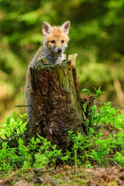 Tilki (Vulpes vulpes ormanda oynayan) 