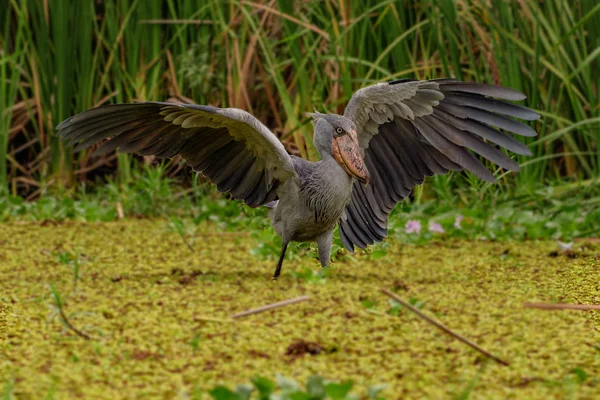 Balaeniceps Afryki (Balaeniceps rex) – gatunek dużego ptaka Afryki od kolejności skał, znany przede wszystkim ze względu na jego widocznym kształcie dzioba. — Zdjęcie stockowe