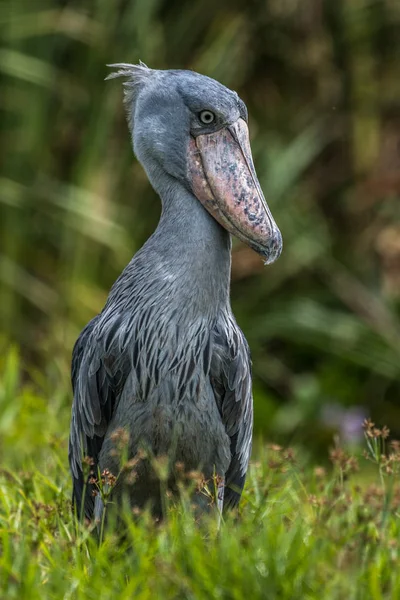 African Balaeniceps (Balaeniceps rex) is a large African bird from the order of the rocks, known especially because of its conspicuously shaped beak. — Stock Photo, Image