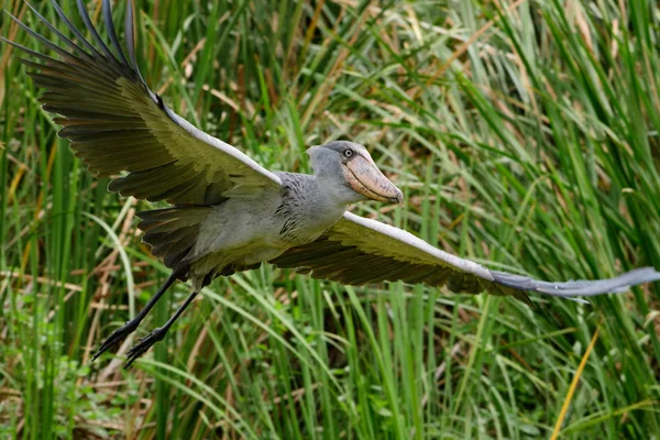 African Balaeniceps (Balaeniceps rex) is a large African bird from the order of the rocks, known especially because of its conspicuously shaped beak. — Stock Photo, Image