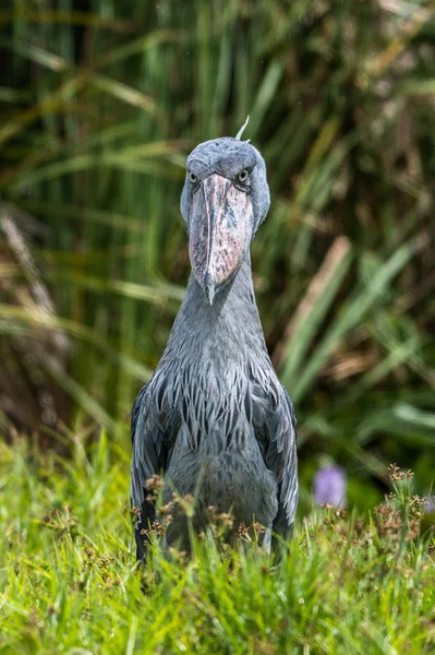 African Balaeniceps (Balaeniceps rex) is a large African bird from the order of the rocks, known especially because of its conspicuously shaped beak. — Stock Photo, Image