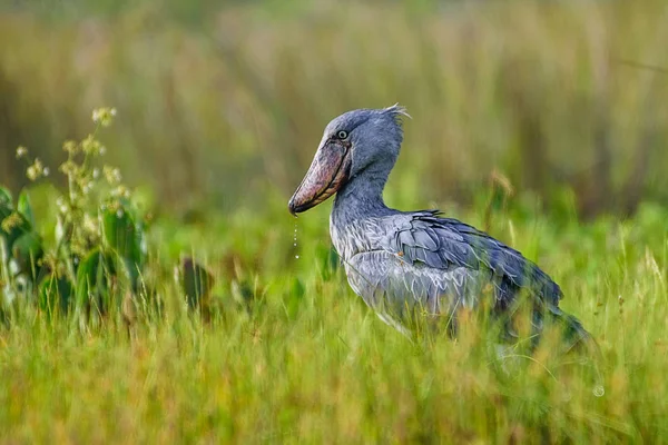 African Balaeniceps (Balaeniceps rex) is a large African bird from the order of the rocks, known especially because of its conspicuously shaped beak. — Stock Photo, Image