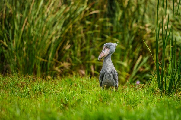 African Balaeniceps (Balaeniceps rex) is a large African bird from the order of the rocks, known especially because of its conspicuously shaped beak. — Stock Photo, Image