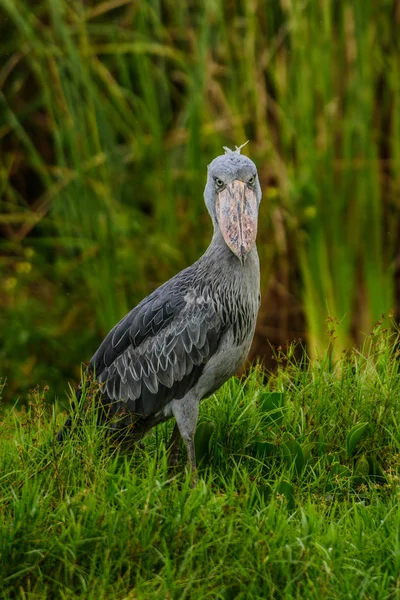 Afrikaanse Balaeniceps (Balaeniceps rex) is een grote Afrikaanse vogel dan de volgorde van de rotsen, bekend vooral vanwege zijn opvallend gevormde snavel. — Stockfoto