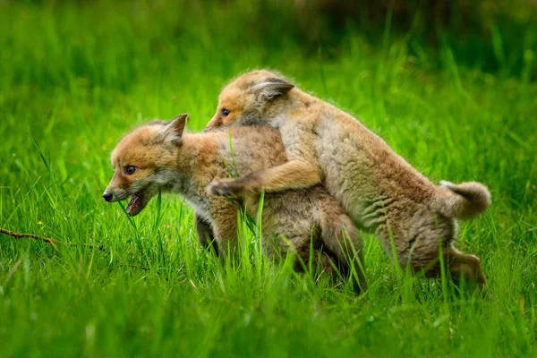 Fox παίζοντας στο δάσος (Vulpes vulpes) — Φωτογραφία Αρχείου