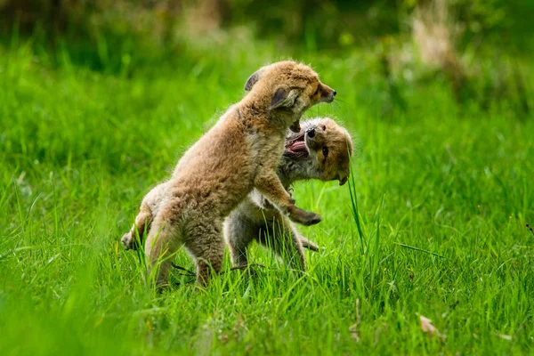 Fox spelen in het bos (Vulpes vulpes) — Stockfoto