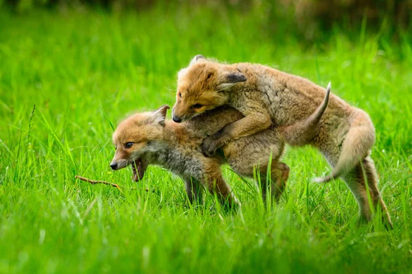 Fox spelen in het bos (Vulpes vulpes) — Stockfoto