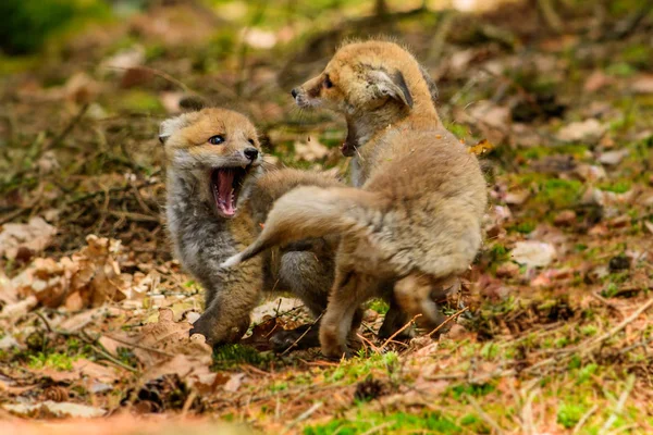 Fox, grając w lesie (Vulpes vulpes) — Zdjęcie stockowe