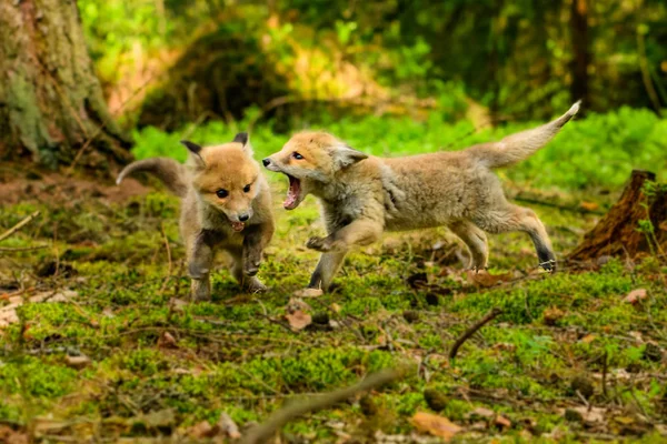 Fox jugando en el bosque (Vulpes vulpes ) —  Fotos de Stock