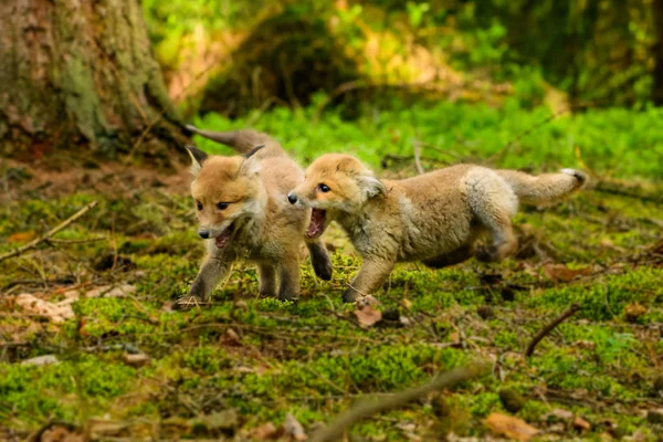 Tilki (Vulpes vulpes ormanda oynayan) — Stok fotoğraf