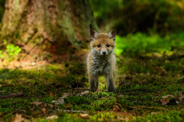 Fox jugando en el bosque (Vulpes vulpes ) — Foto de Stock