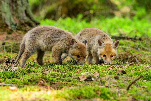 Raposa brincando na floresta (Vulpes vulpes ) — Fotografia de Stock